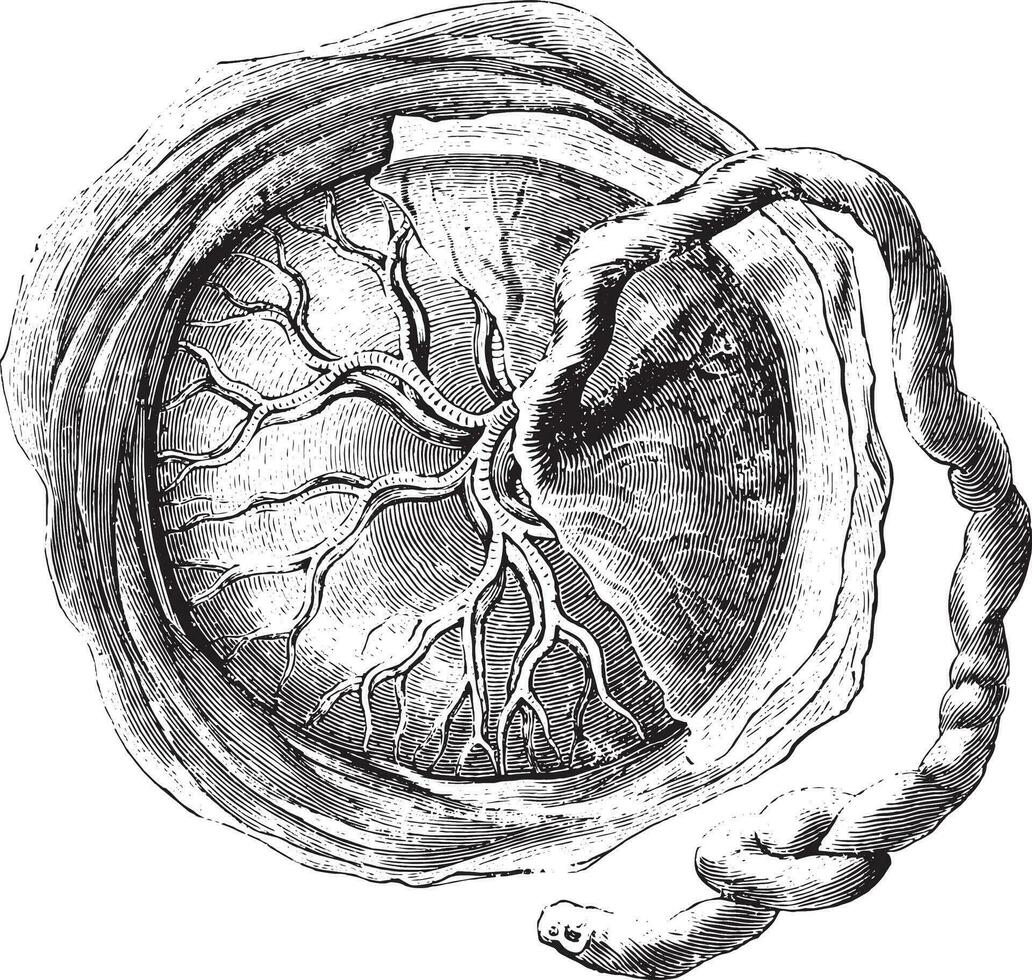 placenta intern of foetaal gezicht, wijnoogst gravure. vector