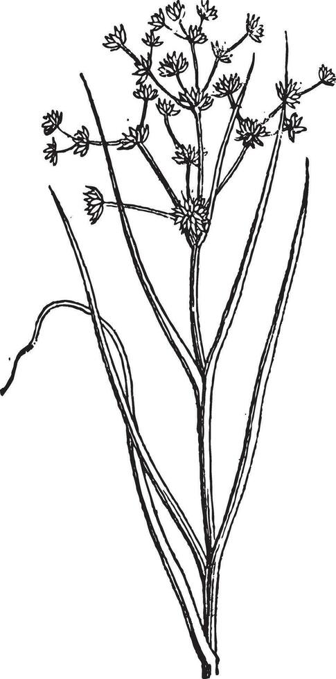 juncus acutiflorus of scherpbloemig stormloop, wijnoogst gravure. vector