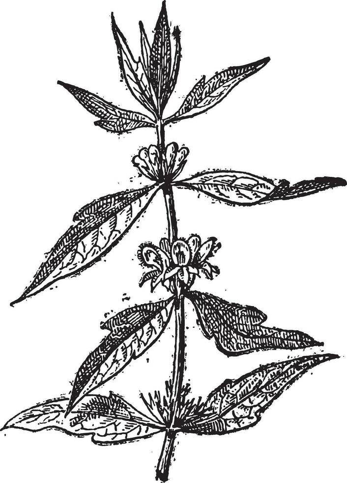 moederskruid of leonurus cardiale, wijnoogst gravure vector