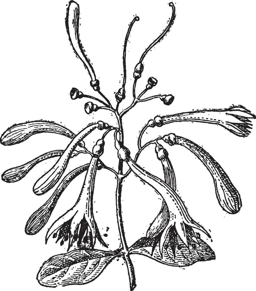 Loranthaceae, wijnoogst gravure vector