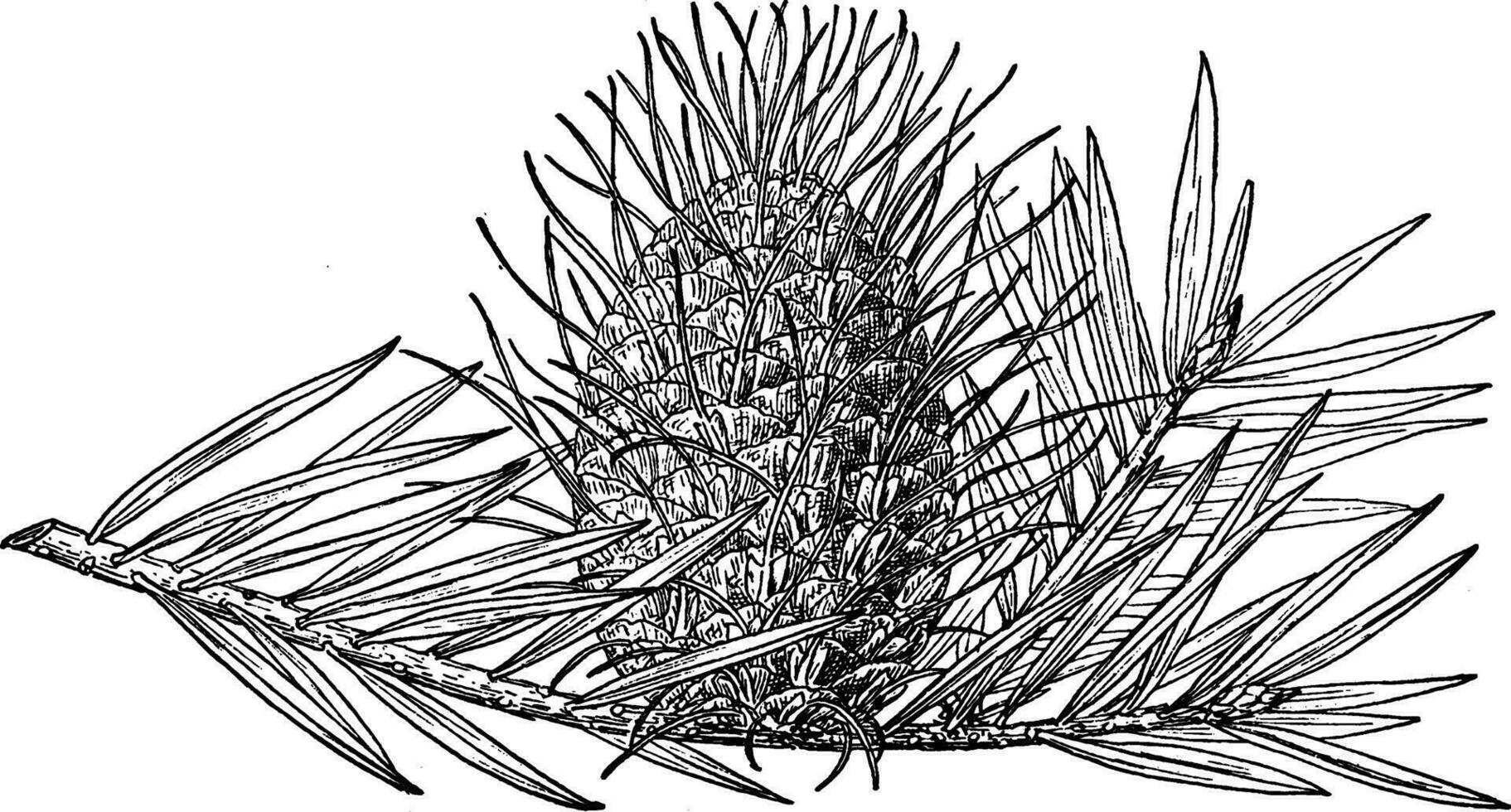 pijnboom ijshoorntje van zilver Spar wijnoogst illustratie. vector