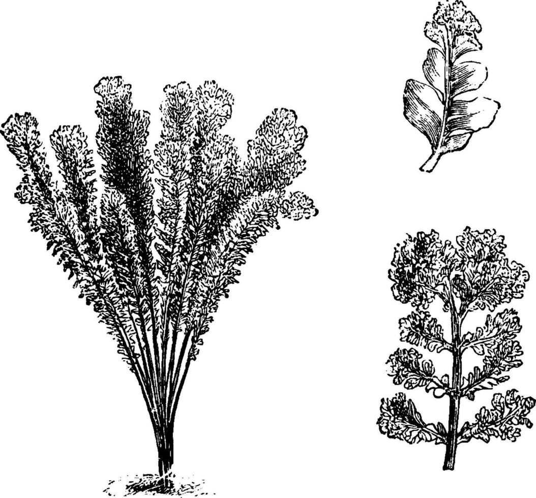 nefodium molle corymbiferum wijnoogst illustratie. vector