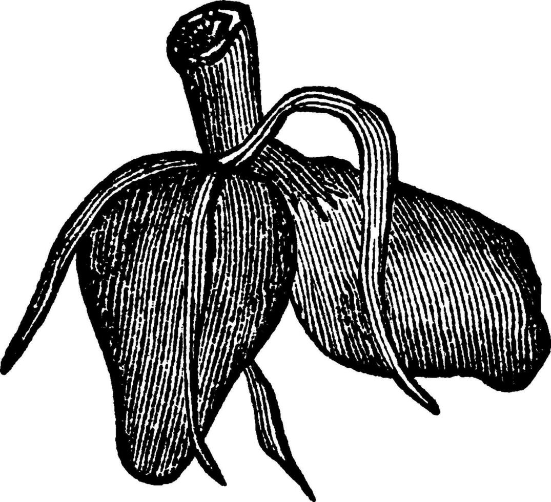 didymous wortels wijnoogst illustratie. vector