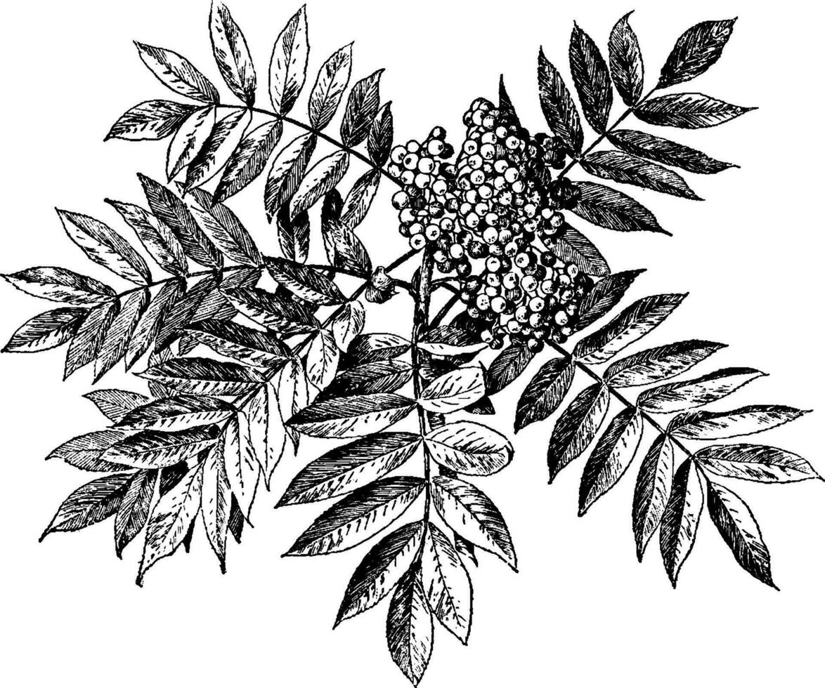 sorbus americana wijnoogst illustratie. vector