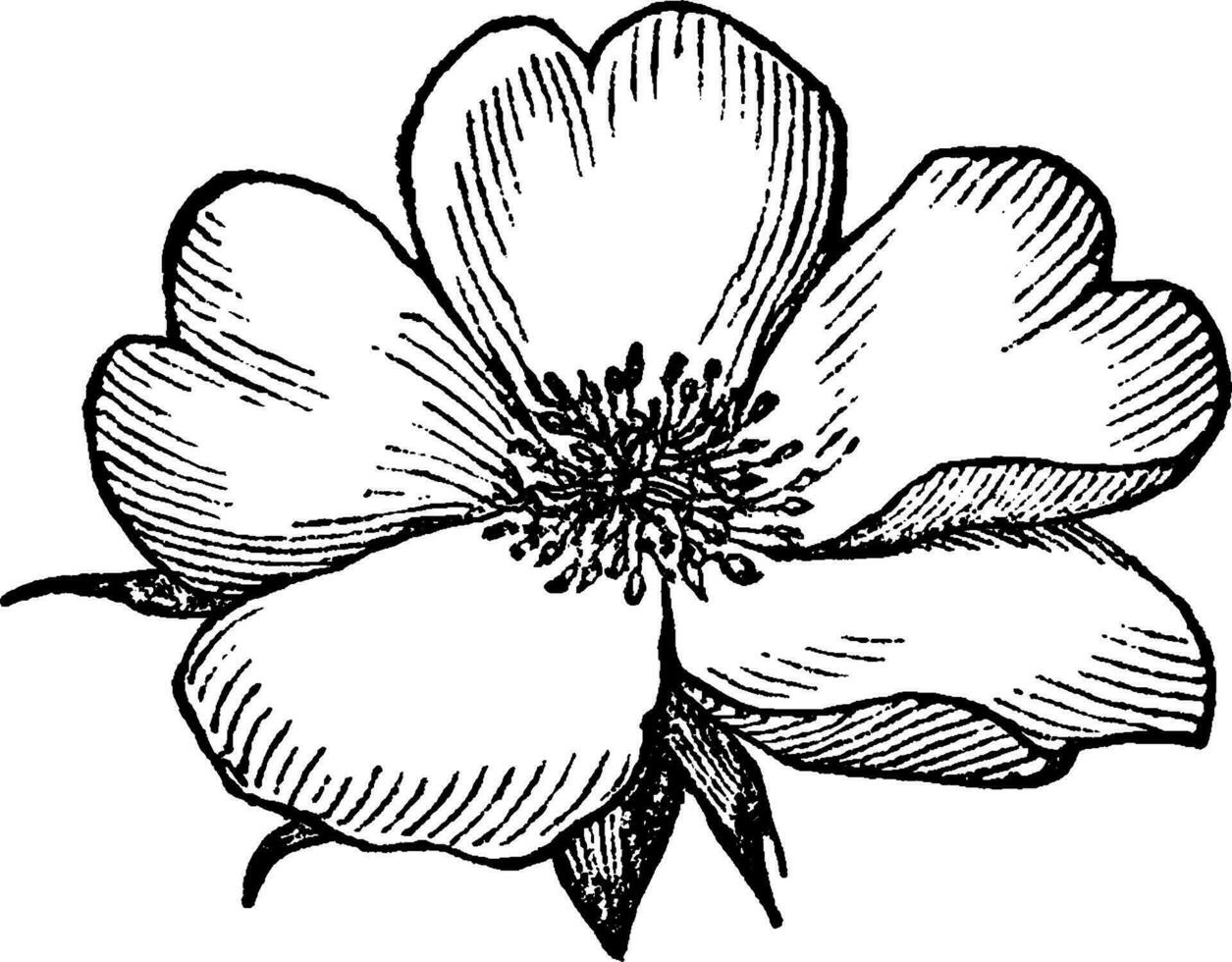 roseachtig bloemkroon wijnoogst illustratie. vector