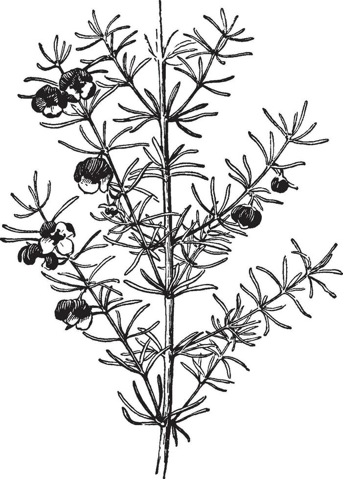 borium, megastigma, bloem, struik wijnoogst illustratie. vector