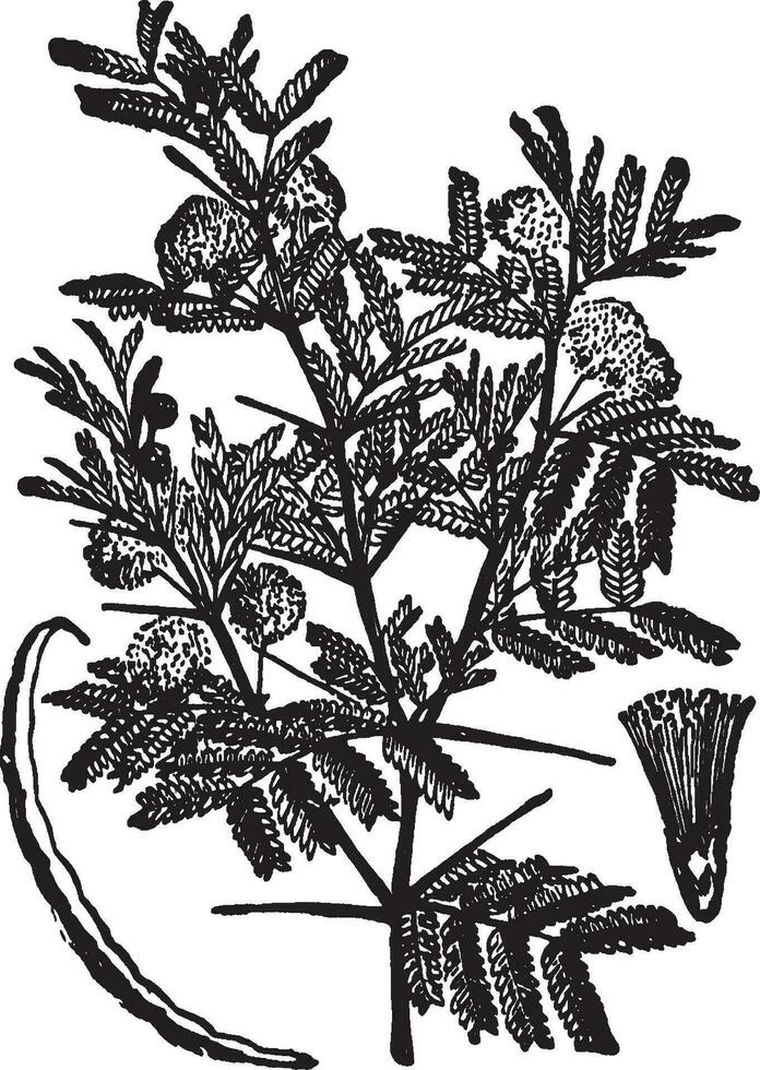acacia wijnoogst illustratie. vector