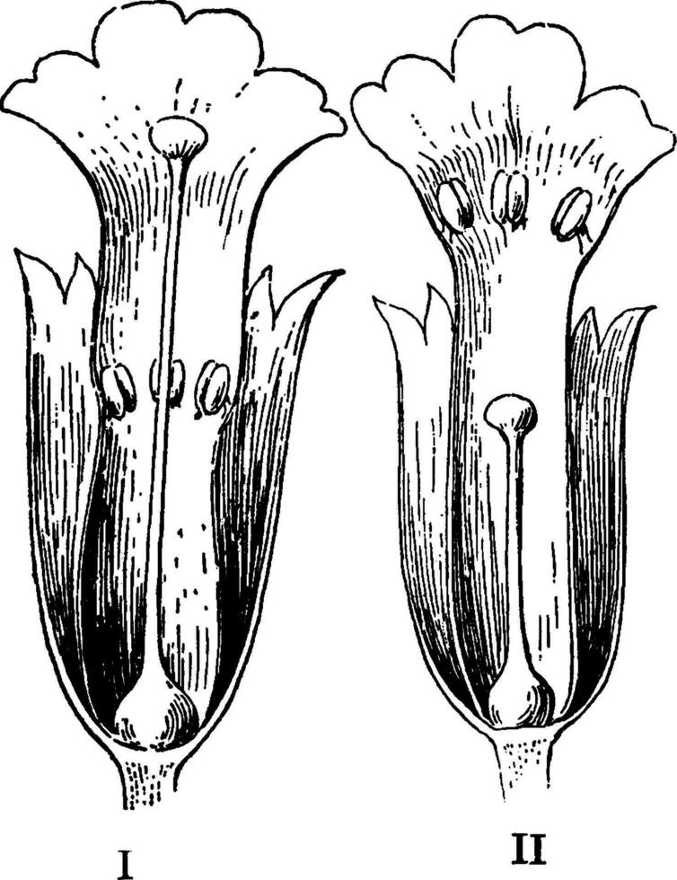 sleutelbloem bloemen wijnoogst illustratie. vector