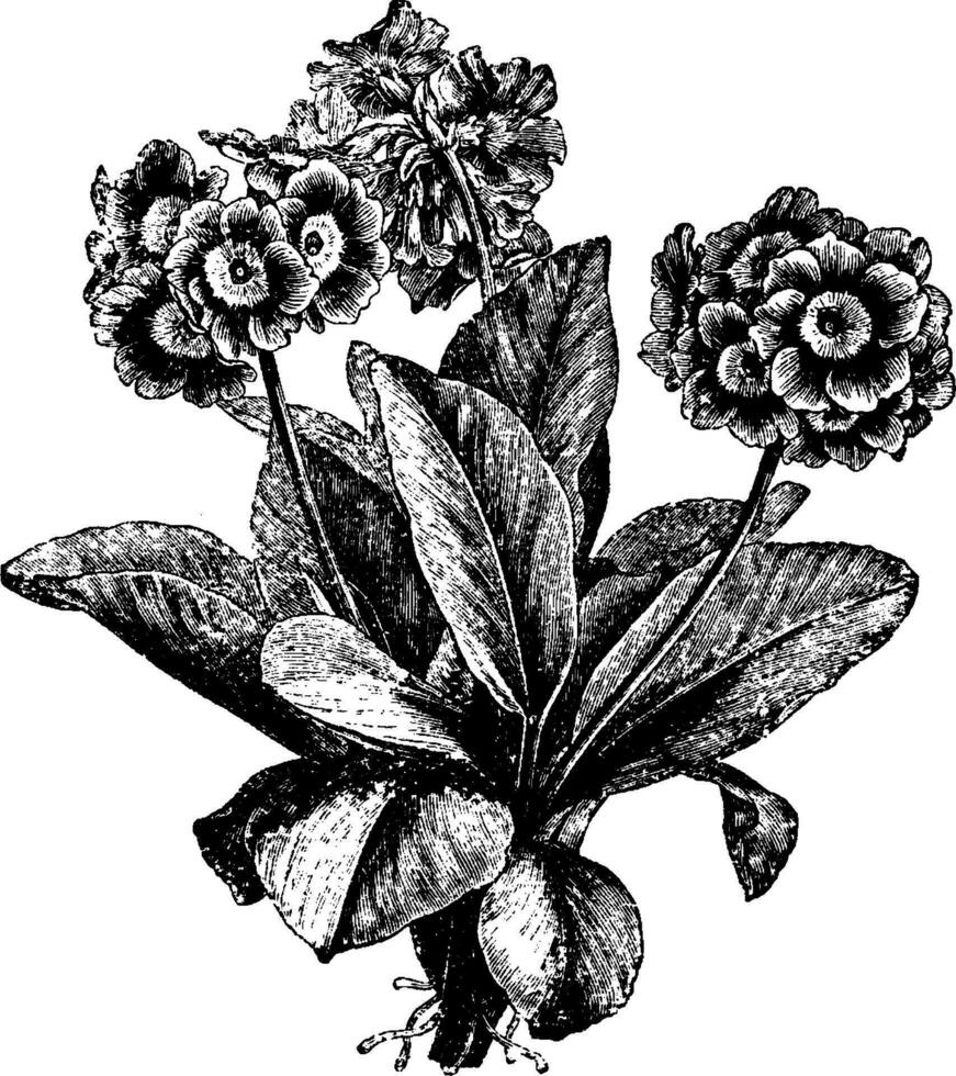 primula auricula wijnoogst illustratie. vector