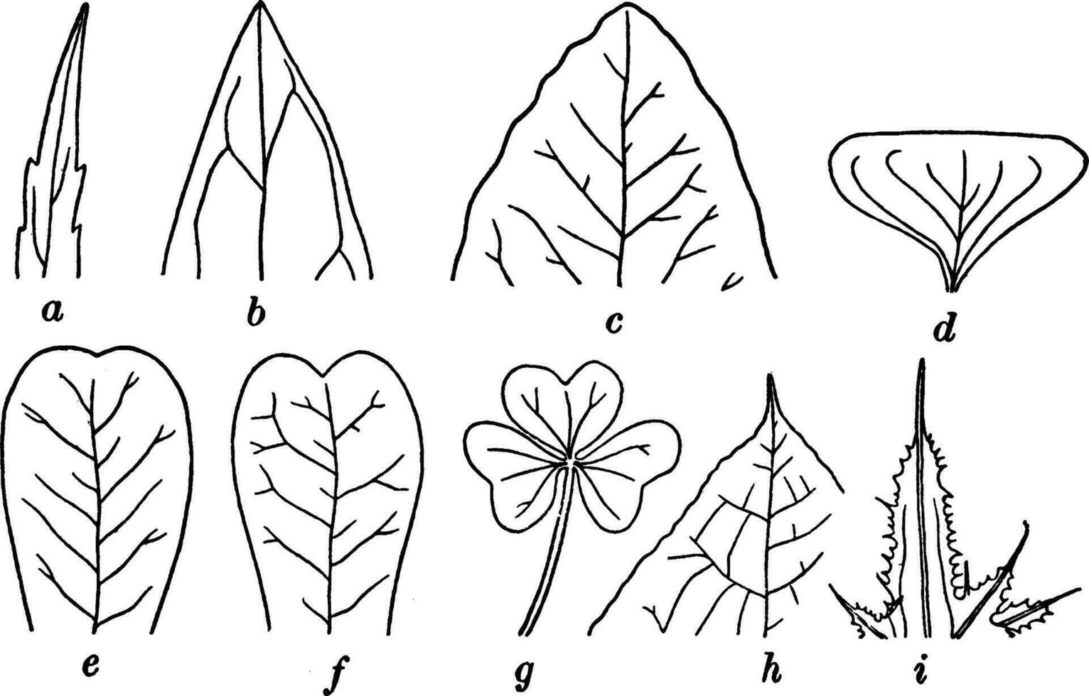 blad tips wijnoogst illustratie. vector