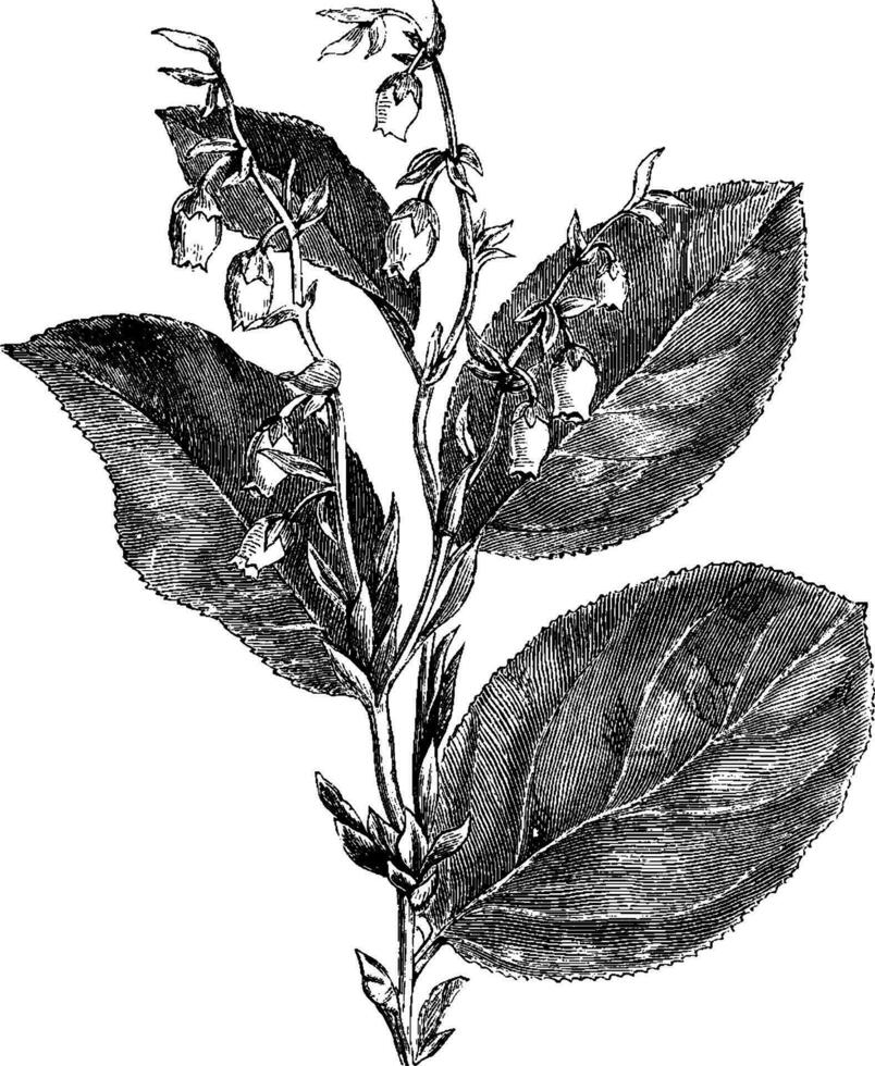gaultheria sjalon wijnoogst illustratie. vector