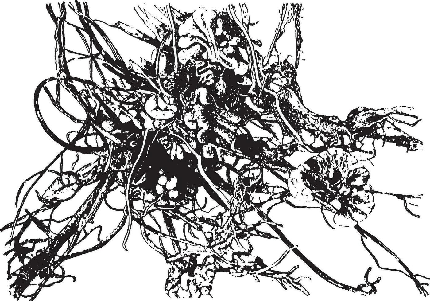 knobbeltjes, wortel wijnoogst illustratie. vector