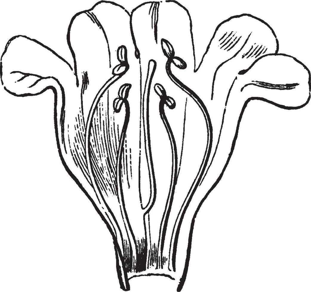 pentstemon grandiflorus wijnoogst illustratie. vector