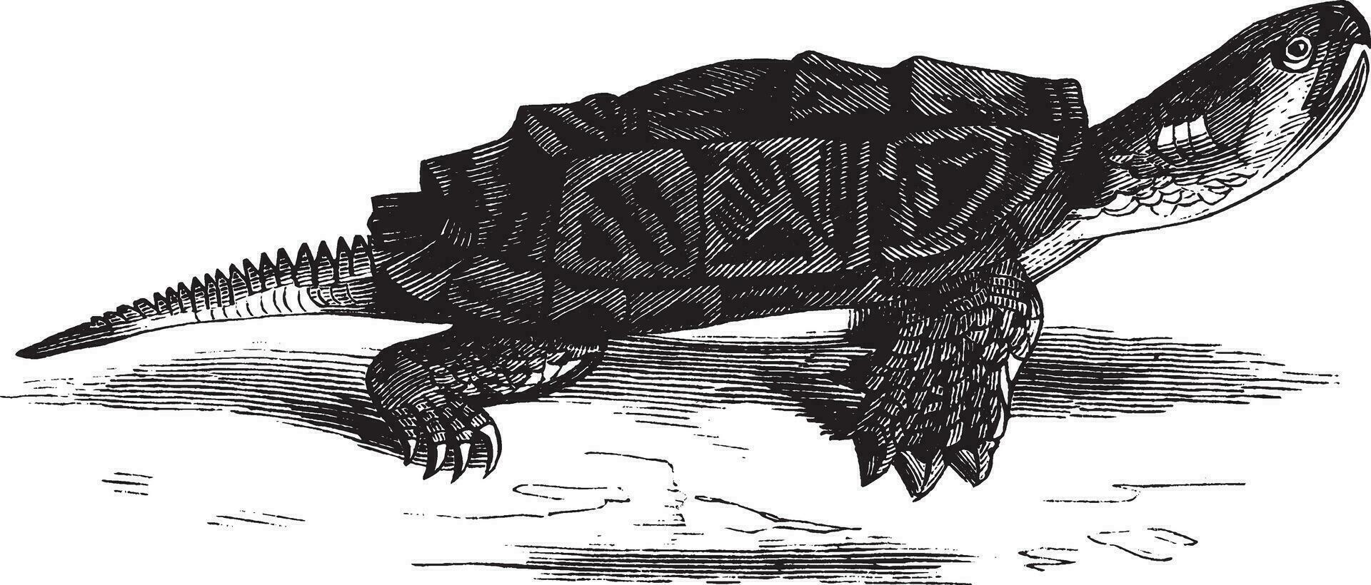 snappen schildpad, wijnoogst illustratie. vector