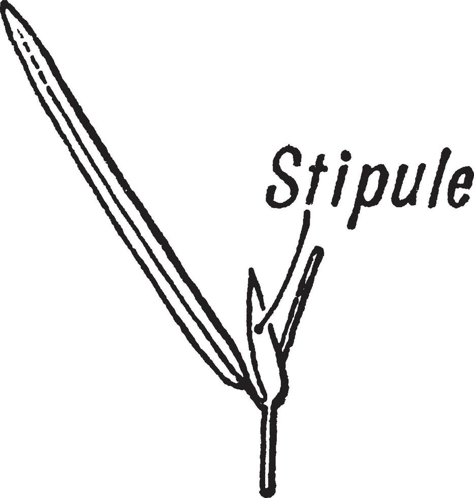 stipule wijnoogst illustratie. vector