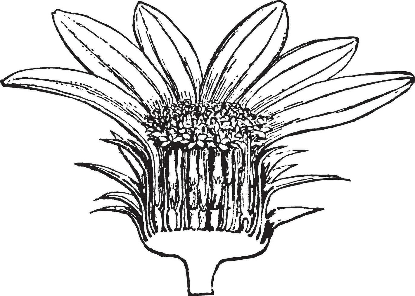 zonnebloem wijnoogst illustratie. vector