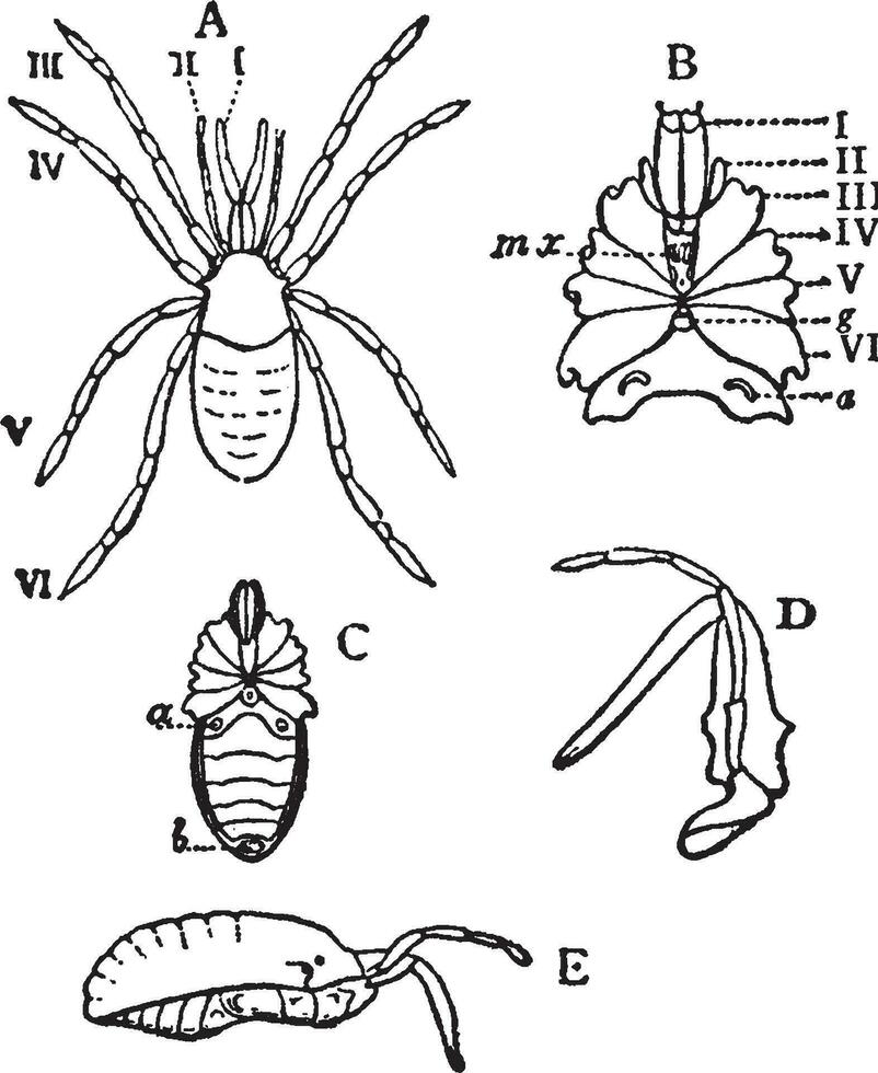 stylocellus Sumatranus, wijnoogst illustratie. vector