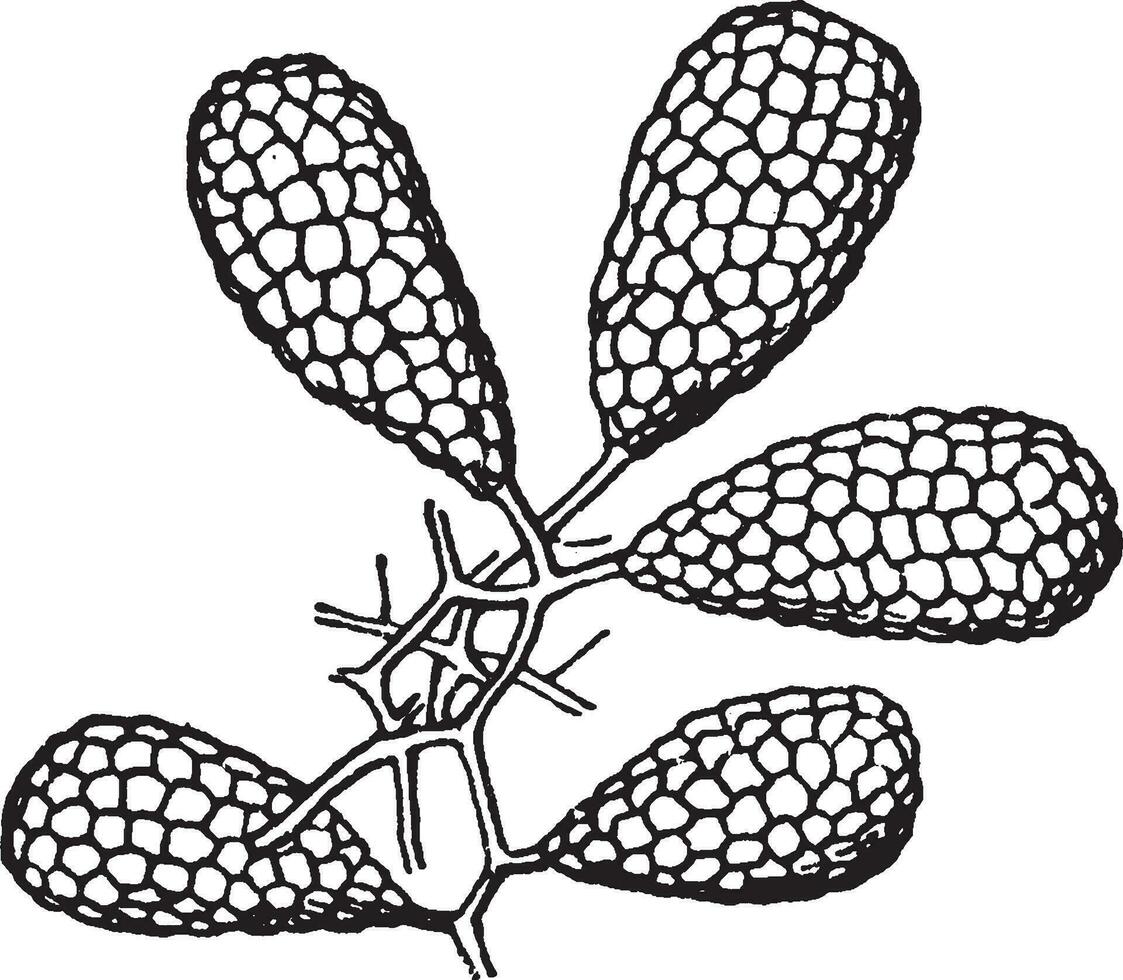 orchidee wijnoogst illustratie. vector
