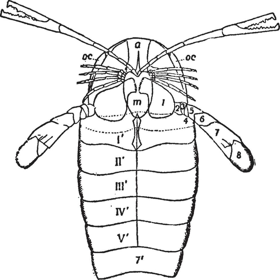pierygotus osiliensis, wijnoogst illustratie. vector