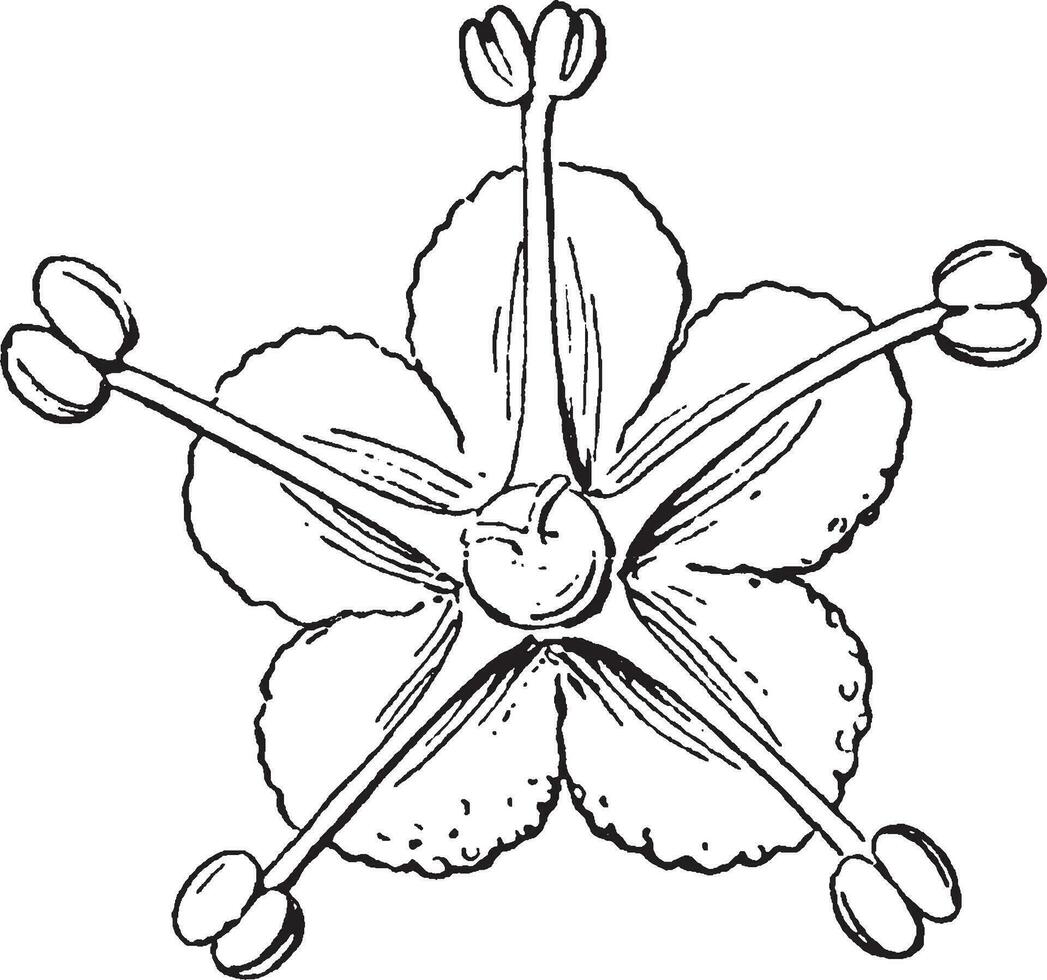 Pigweed wijnoogst illustratie. vector