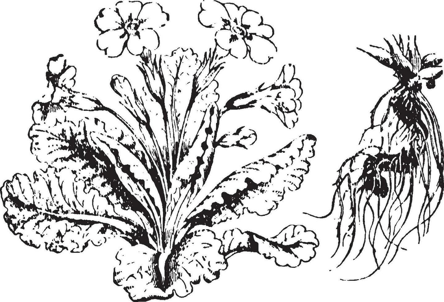 sleutelbloem wijnoogst illustratie. vector