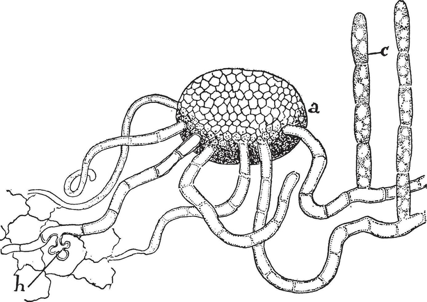 mycelium wijnoogst illustratie. vector