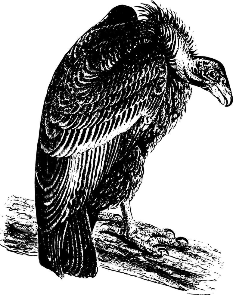Californië condor wijnoogst illustratie vector