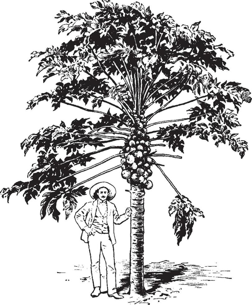 papaja boom wijnoogst illustratie. vector