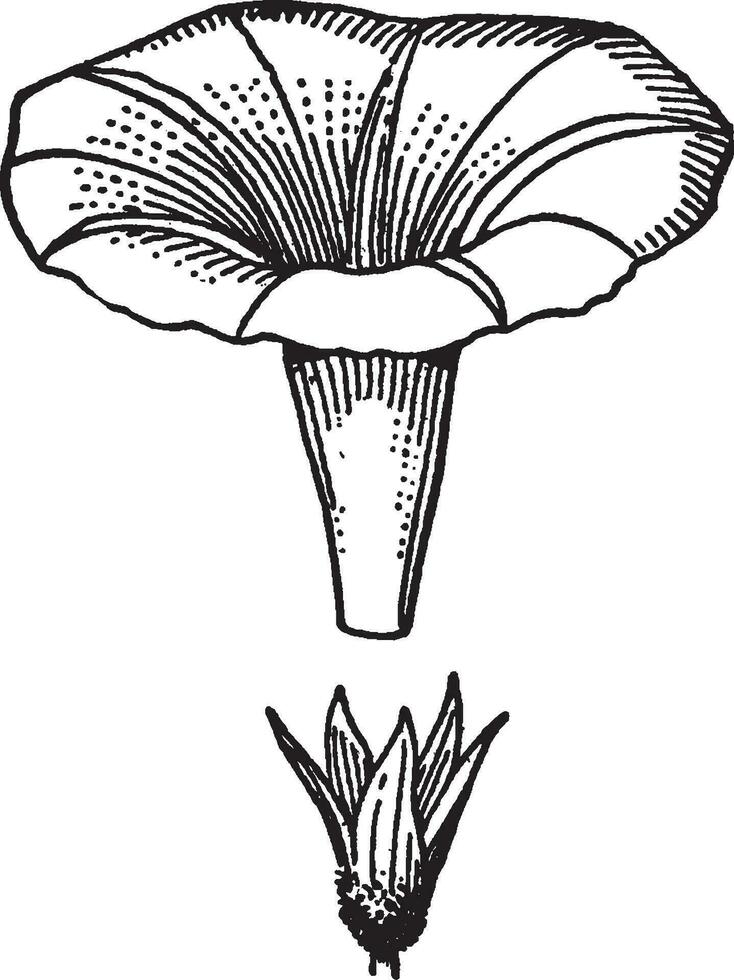 ochtend- heerlijkheid wijnoogst illustratie. vector