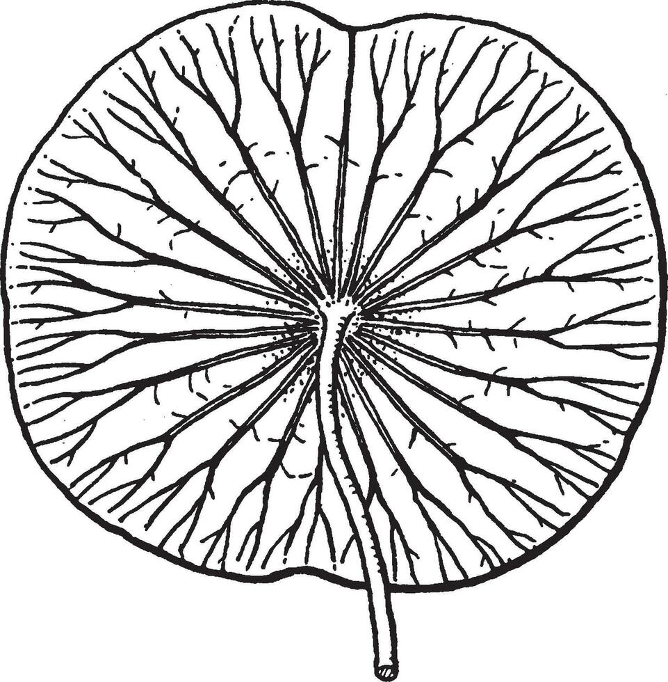 nelumbo wijnoogst illustratie. vector