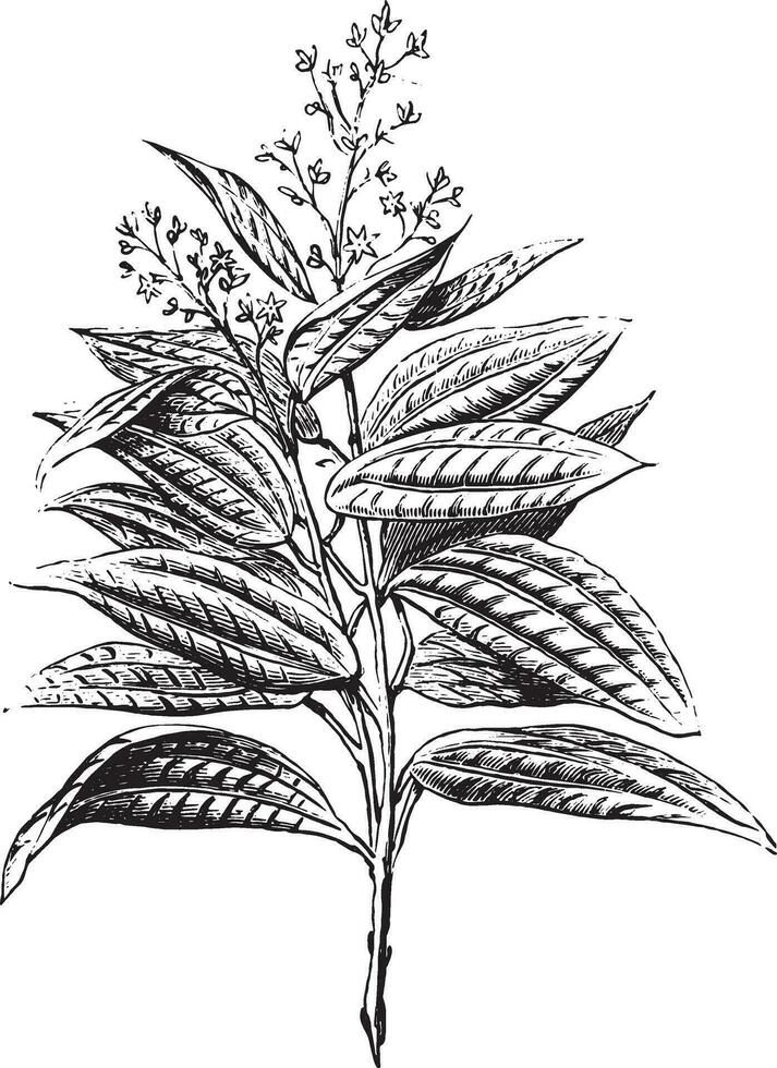 Ceylon kaneel, bloemen en bladeren, wijnoogst gravure. vector