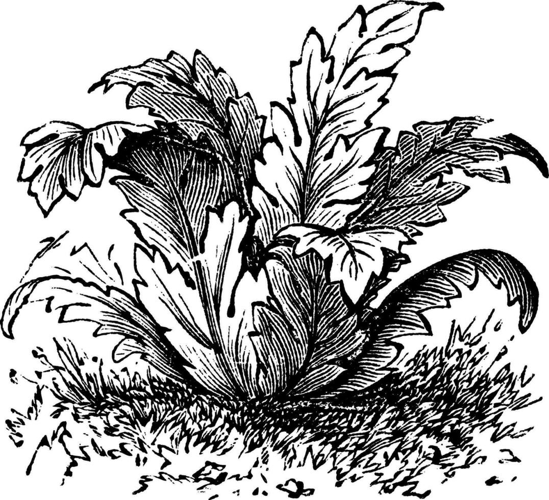 beertje rijbroeken of acanthus mollis fabriek wijnoogst gravure vector