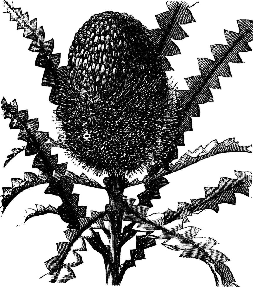 opzichtig banksia wijnoogst gravure vector