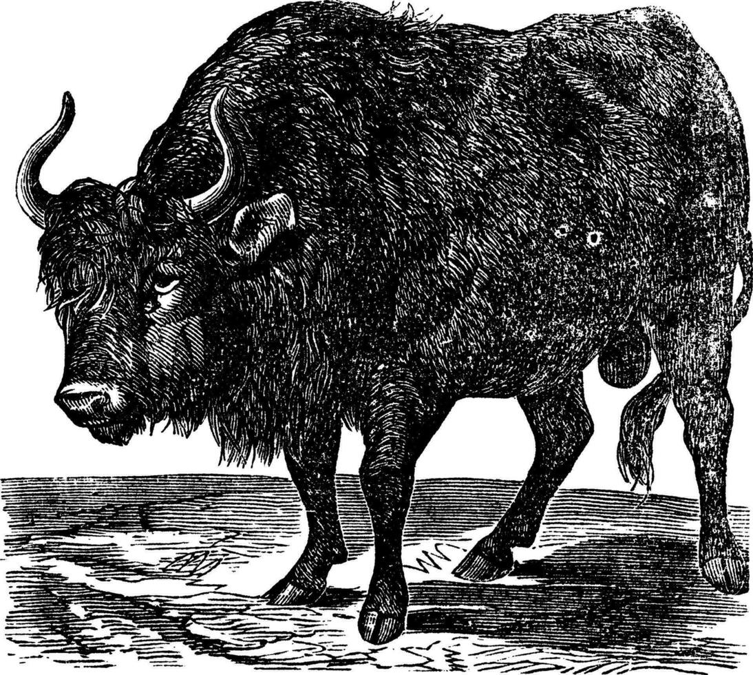 de Amerikaans bizon of Amerikaans buffel. wijnoogst gravure. vector