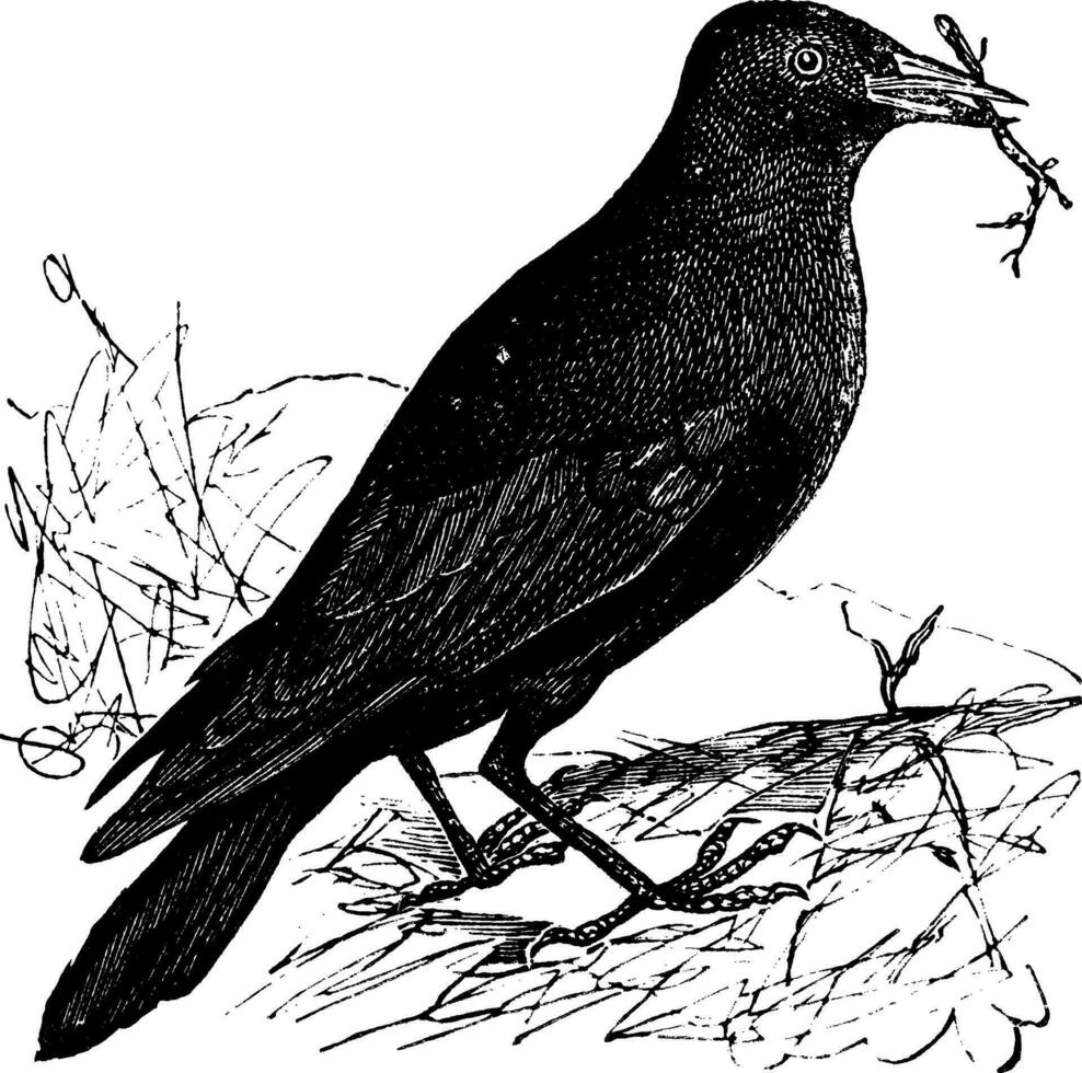 kauw of corvus monedula wijnoogst gravure vector