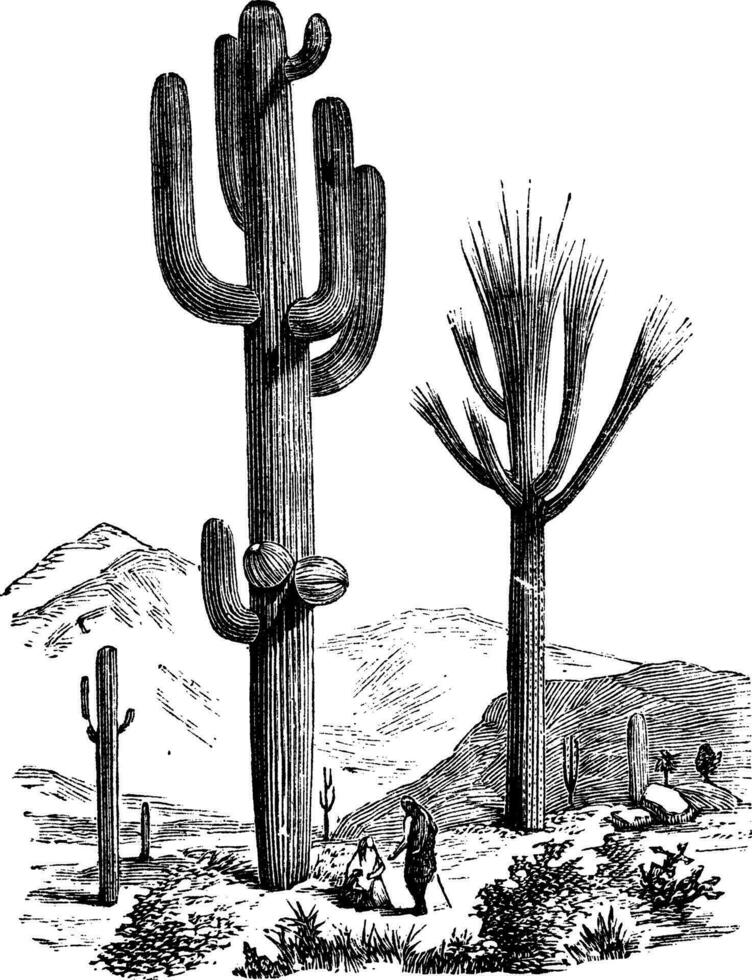 saguaro of carnegiea gigantea wijnoogst gravure vector