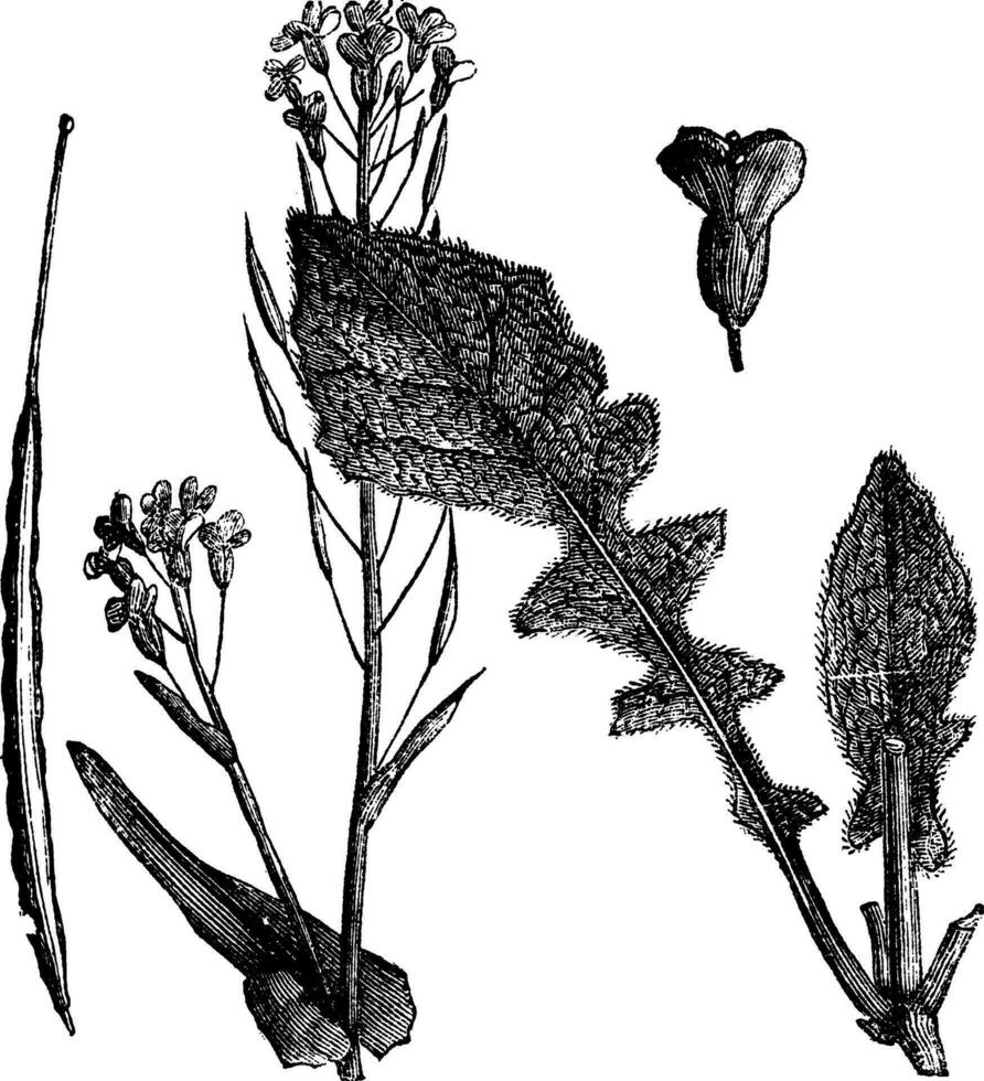 veld- mosterd of raap mosterd of brassica rapa of brassica campestris esculenta wijnoogst gravure vector