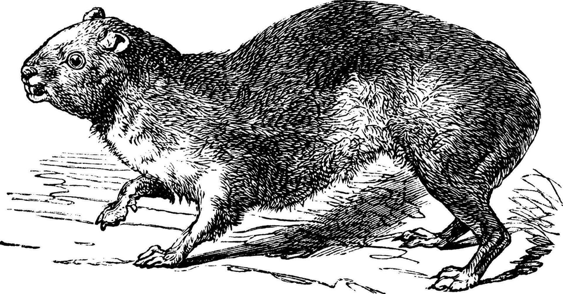 rots hyrax of kaap hyrax of procavia capensis, wijnoogst gravure vector