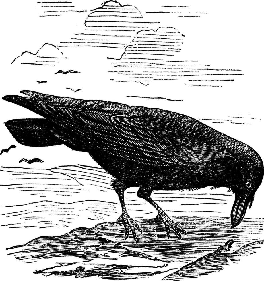 gemeenschappelijk raaf of noordelijk raaf of corvus corax wijnoogst gravure vector