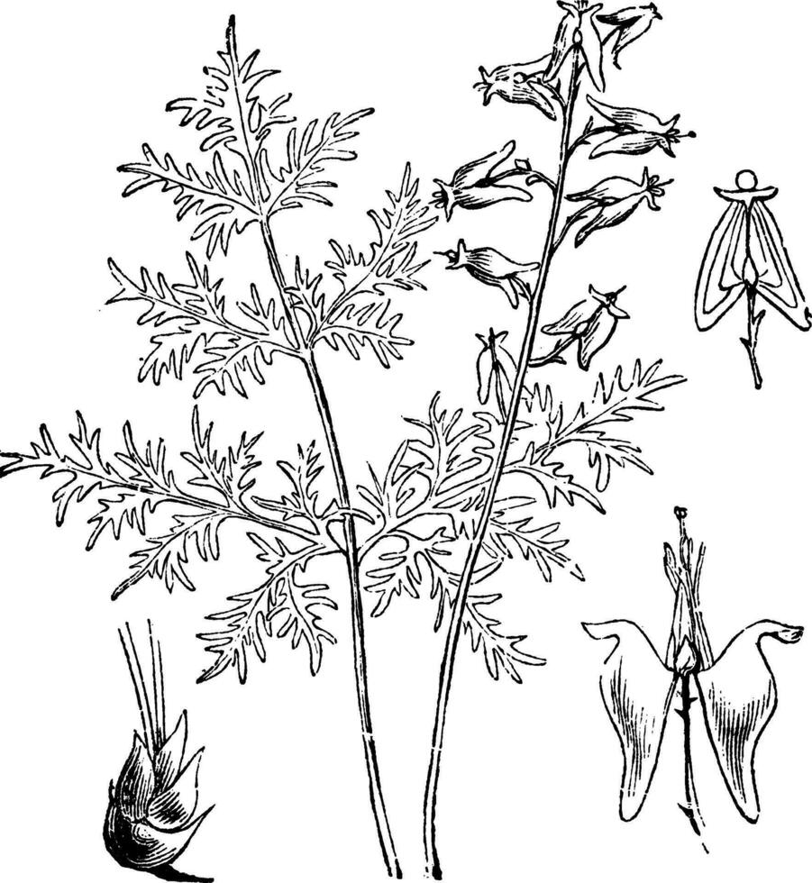 Nederlander rijbroeken of Nederlands rijbroeken of dicentra cullaria, wijnoogst gravure vector