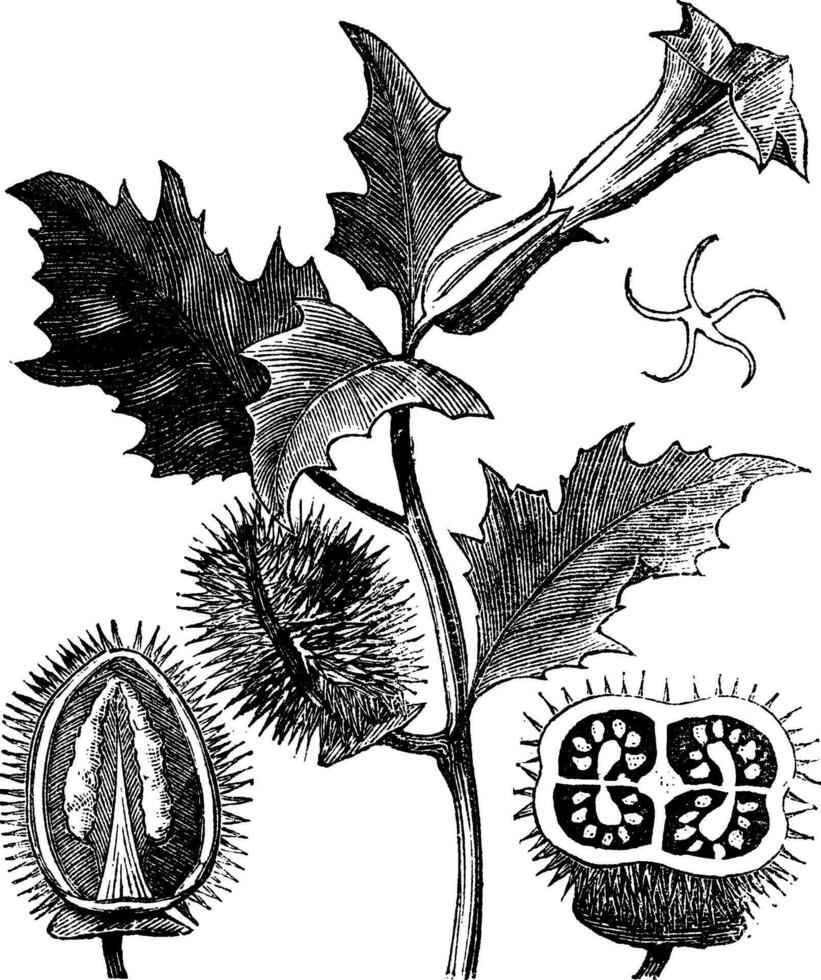 doorn appel of Jimson onkruid of datura stramonium, wijnoogst gravure vector