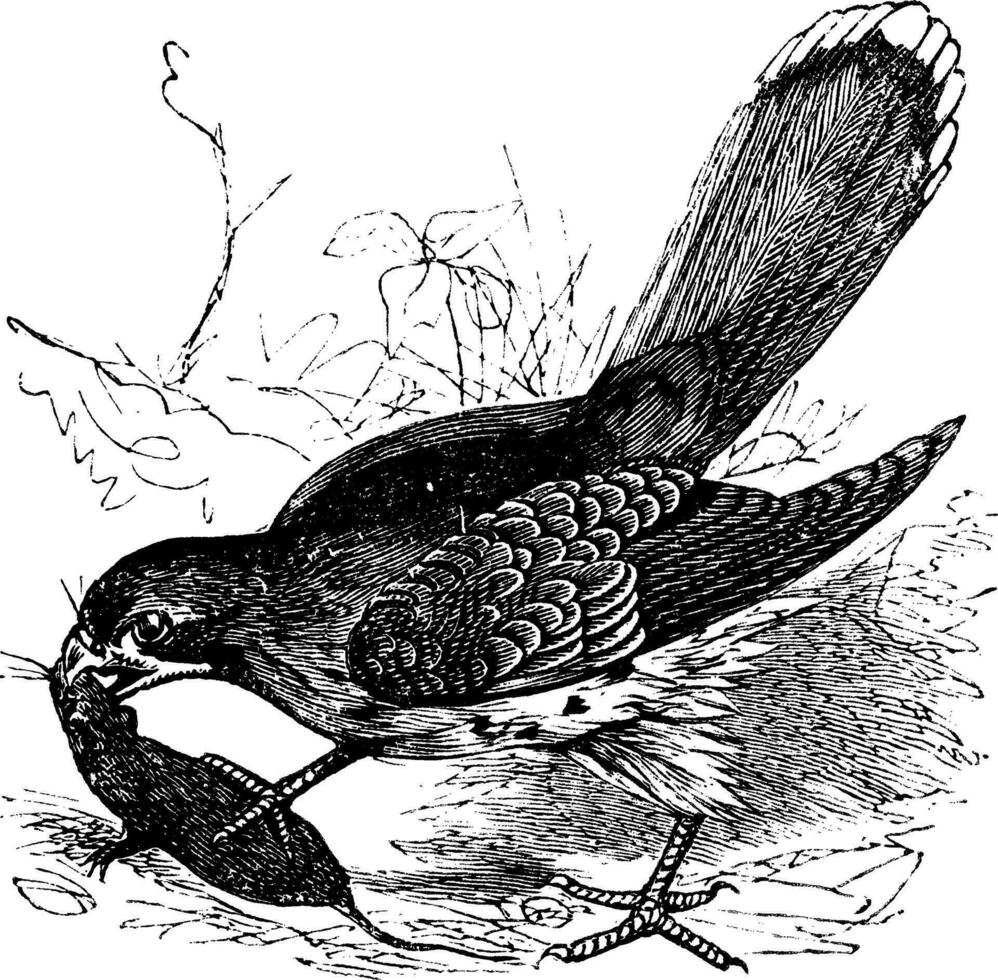 valk of falco sp. wijnoogst gravure vector
