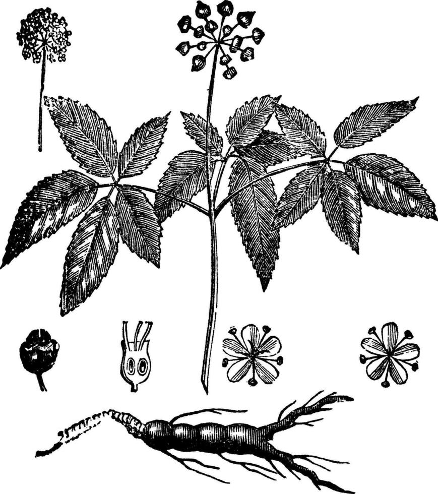 Amerikaans ginseng of panax quinquefolius wijnoogst gravure vector