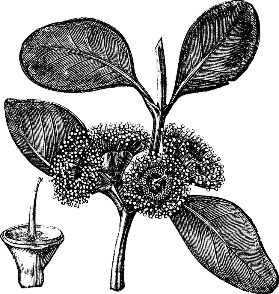 klokvruchtig mallee of eucalyptus preissiana, wijnoogst gravure vector