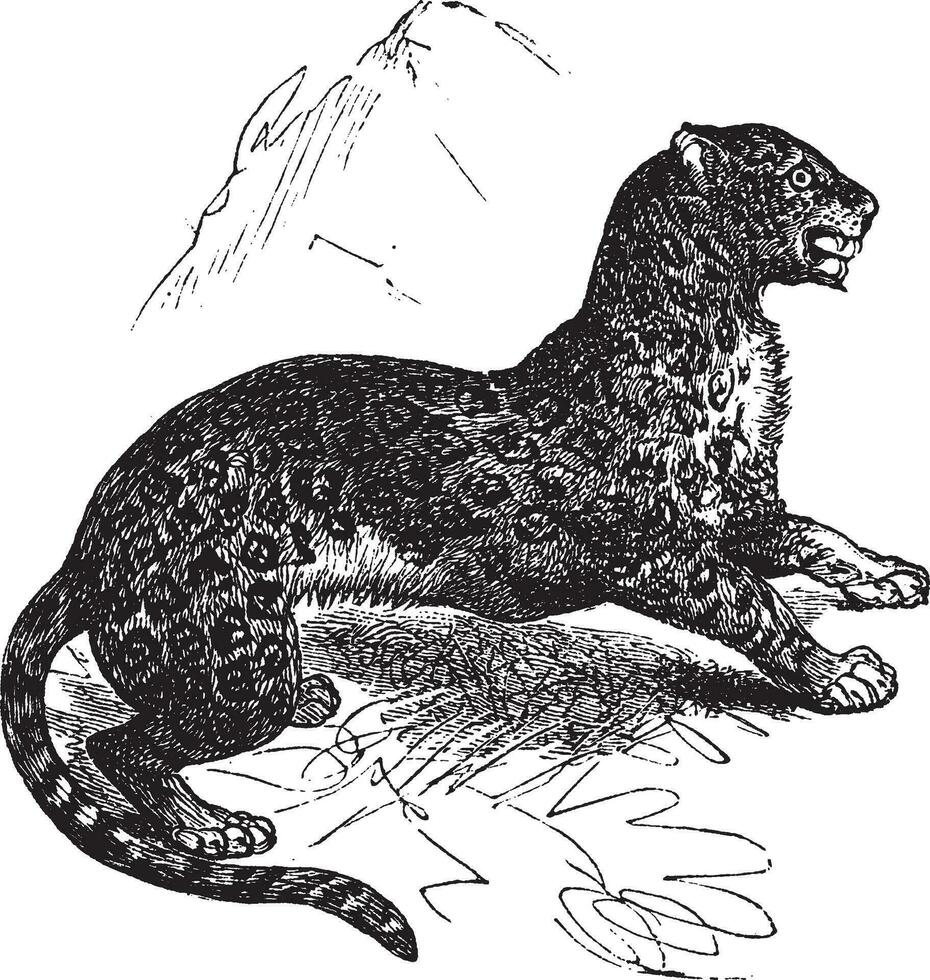 jaguar of panthera onca wijnoogst gravure vector