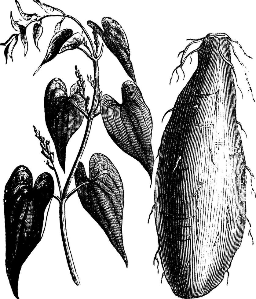 Purper yam of dioscorea alata wijnoogst gravure vector