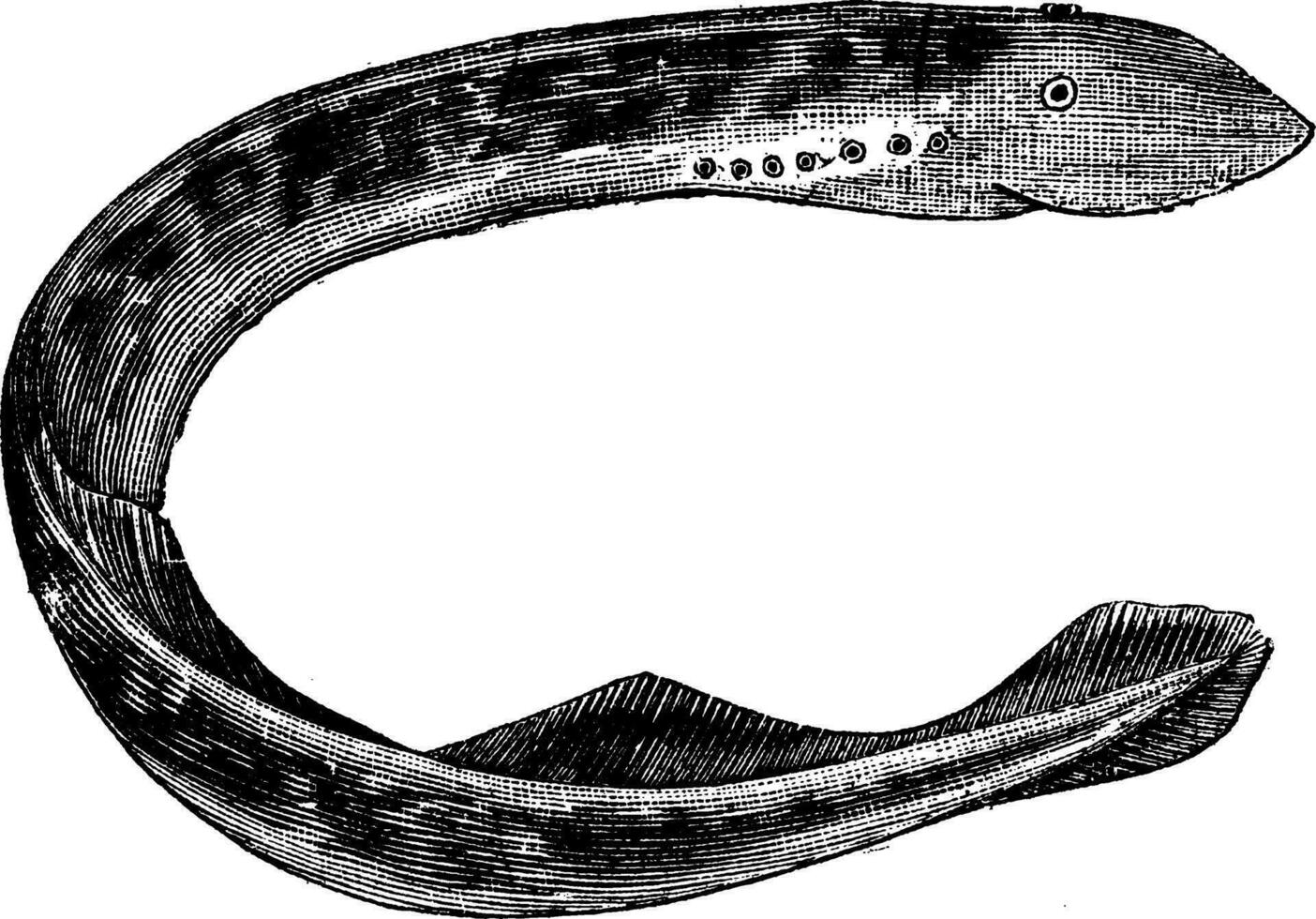 lamprei van Amerika petromyzon americanus of zee lamprei wijnoogst gravure vector