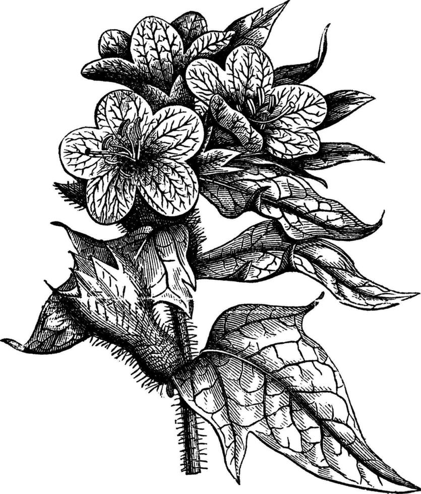 bilzekruid of hyoscyamus Niger wijnoogst gravure vector