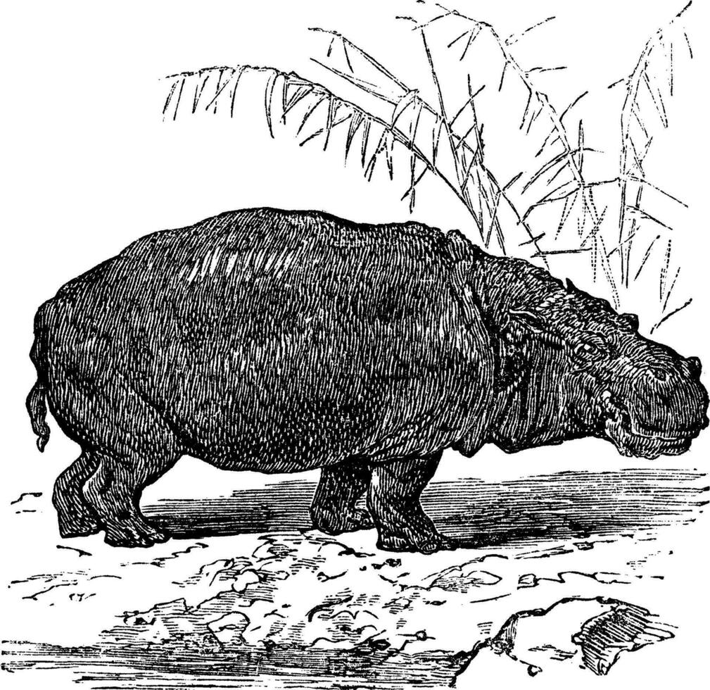 nijlpaard of nijlpaard amphibius wijnoogst gravure vector