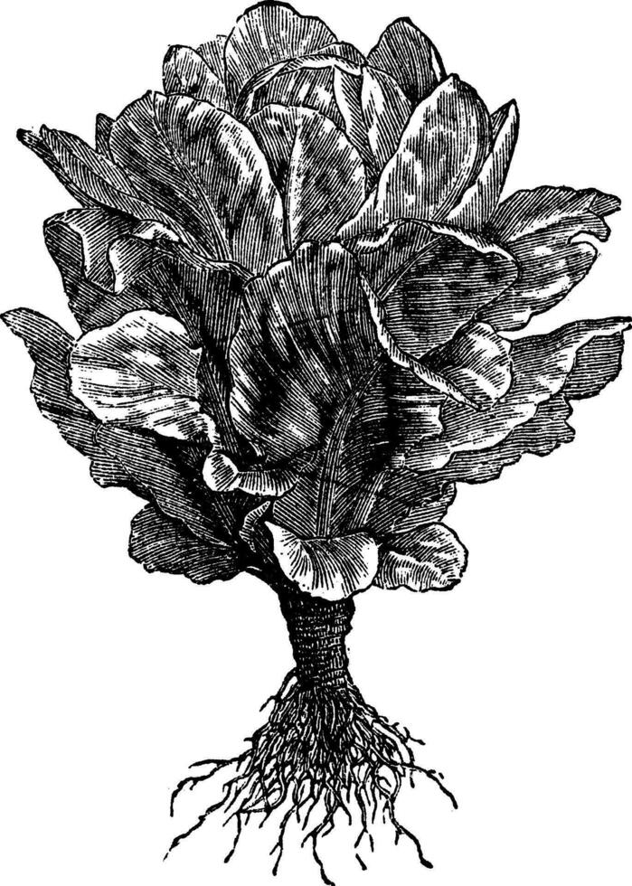 romaine of cos sla lactuca sativa wijnoogst gravure vector